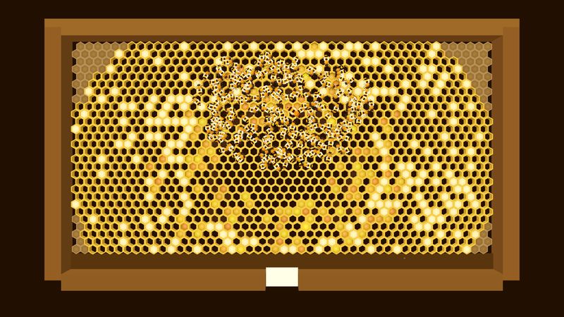 The comb in midwinter, with the bees packed in a disc high on the comb and honey still stored around them